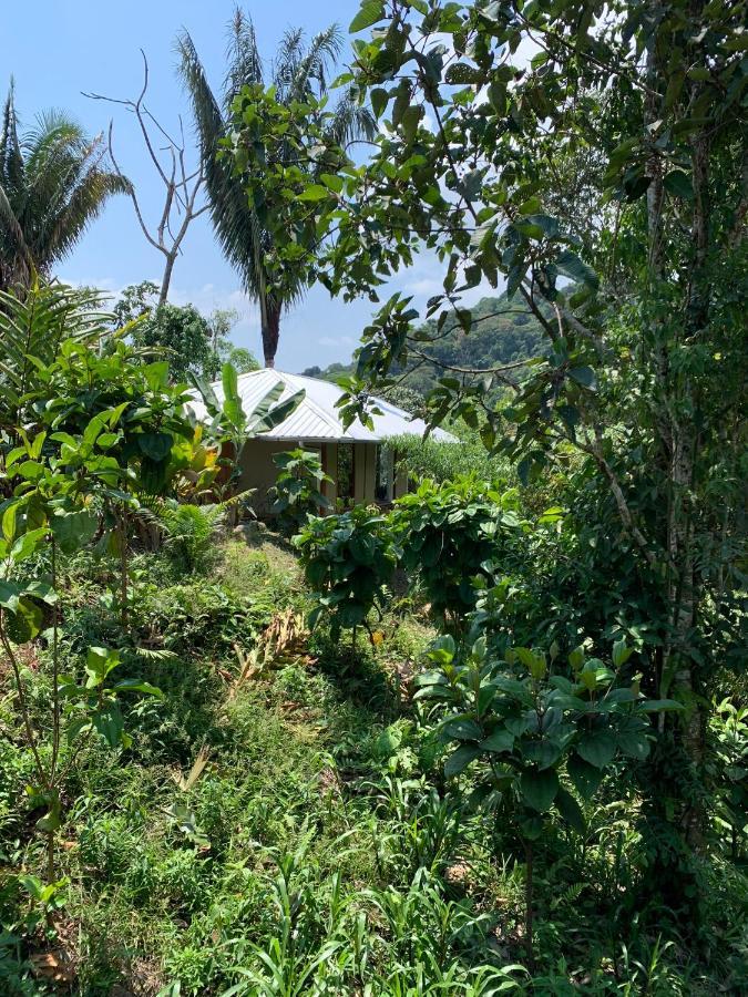 Wild Wasi Lodge - Adventures - Guided Tours プヨ エクステリア 写真