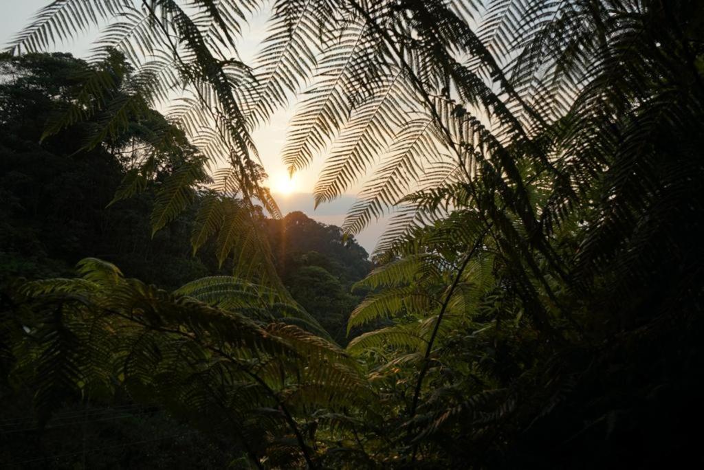 Wild Wasi Lodge - Adventures - Guided Tours プヨ エクステリア 写真
