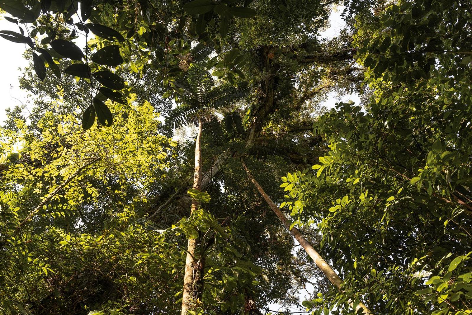 Wild Wasi Lodge - Adventures - Guided Tours プヨ エクステリア 写真